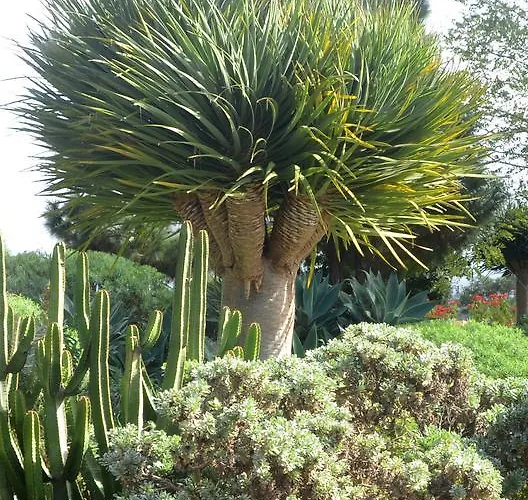 El Adelantado * Tacoronte