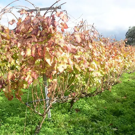 El Adelantado טקורונטה