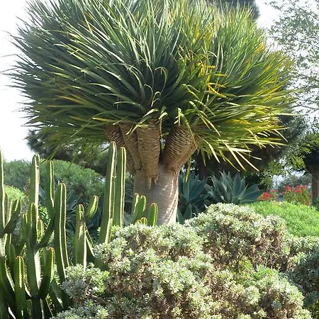 El Adelantado * טקורונטה