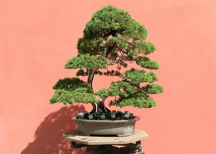 El Adelantado Séjour à la campagne Tacoronte