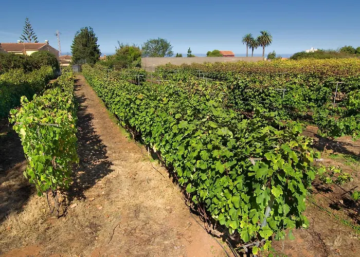 Séjour à la campagne El Adelantado Tacoronte