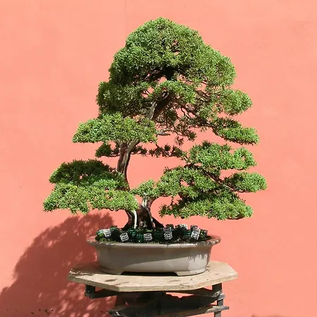 El Adelantado Casa di campagna Tacoronte