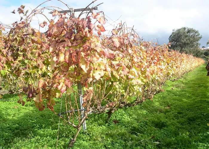El Adelantado Tacoronte